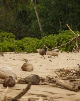 Zishy - 35-full_35_5000973032211