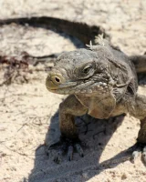 Katya Clover - 18-0019